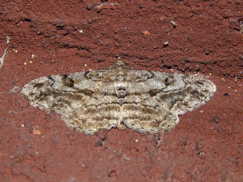 Peribatodes rhomboidaria ?